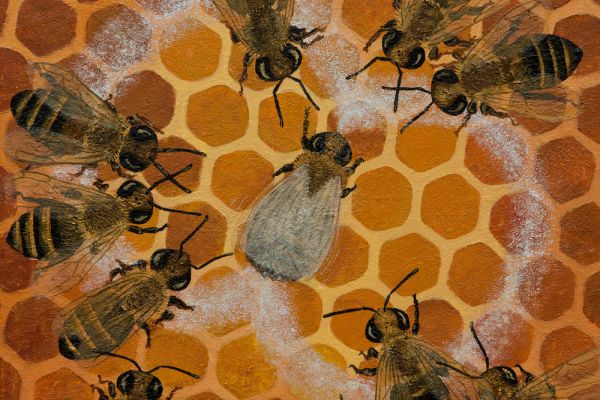 Honeybee Communication – Switzerland